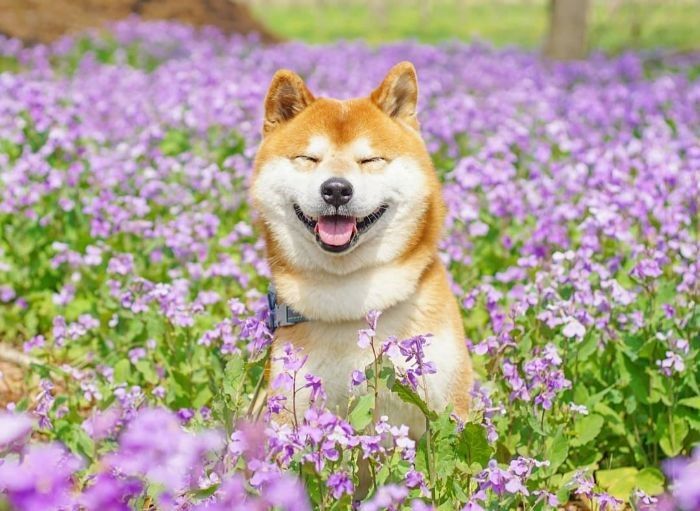 Shiba Inu si Berani, Setia dan Penurut yang Pernah Hampir Punah