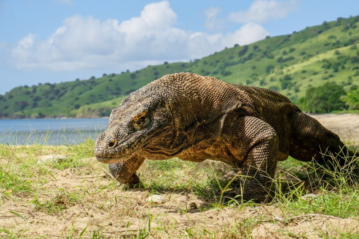 Комодо. Национальный парк Комодо. Остров Комодо Индонезия. Комодо драгон. Komodo 2008.