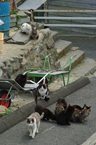 Ishinomaki City, Pulau Kucing di Jepang