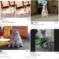 Kucing-kucing dengan Posisi Duduk Aneh Bertambah Banyak di Jepang
