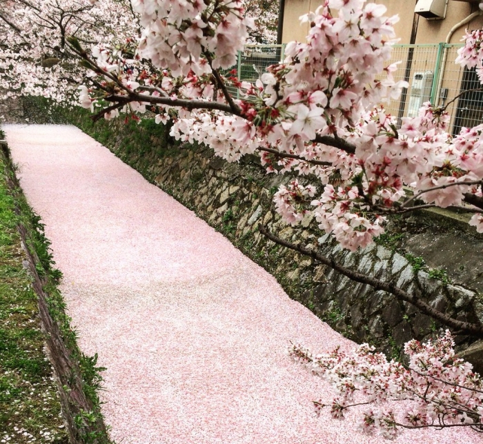 Menginjak Tanah Pink di Jepang