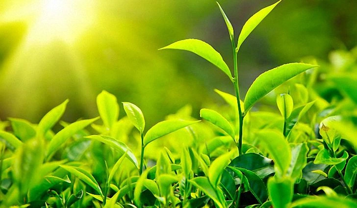 Daun Teh Jepang Terjual 1.09 Juta Yen