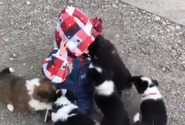 Video di Twitter Menunjukkan Seorang Anak di Jepang Terjatuh Karena Sekelompok Anak Anjing