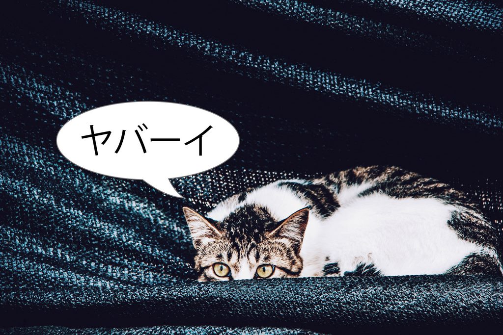 Kucing Ini Berbahasa Jepang Ketika Diajak ke Dokter Hewan