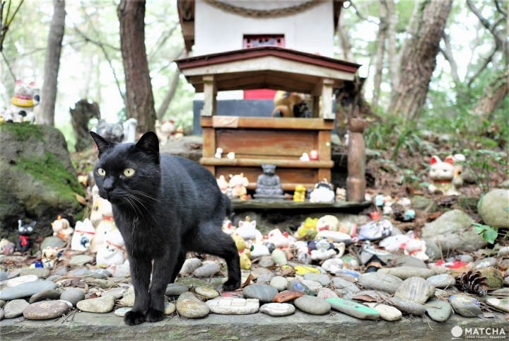 Pulau Tashirojima, Pulau destinasi wisata yang didominasi kucing